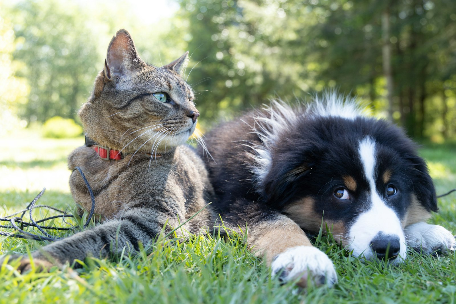 Un gatto e un cucciolo distesi sull'erba