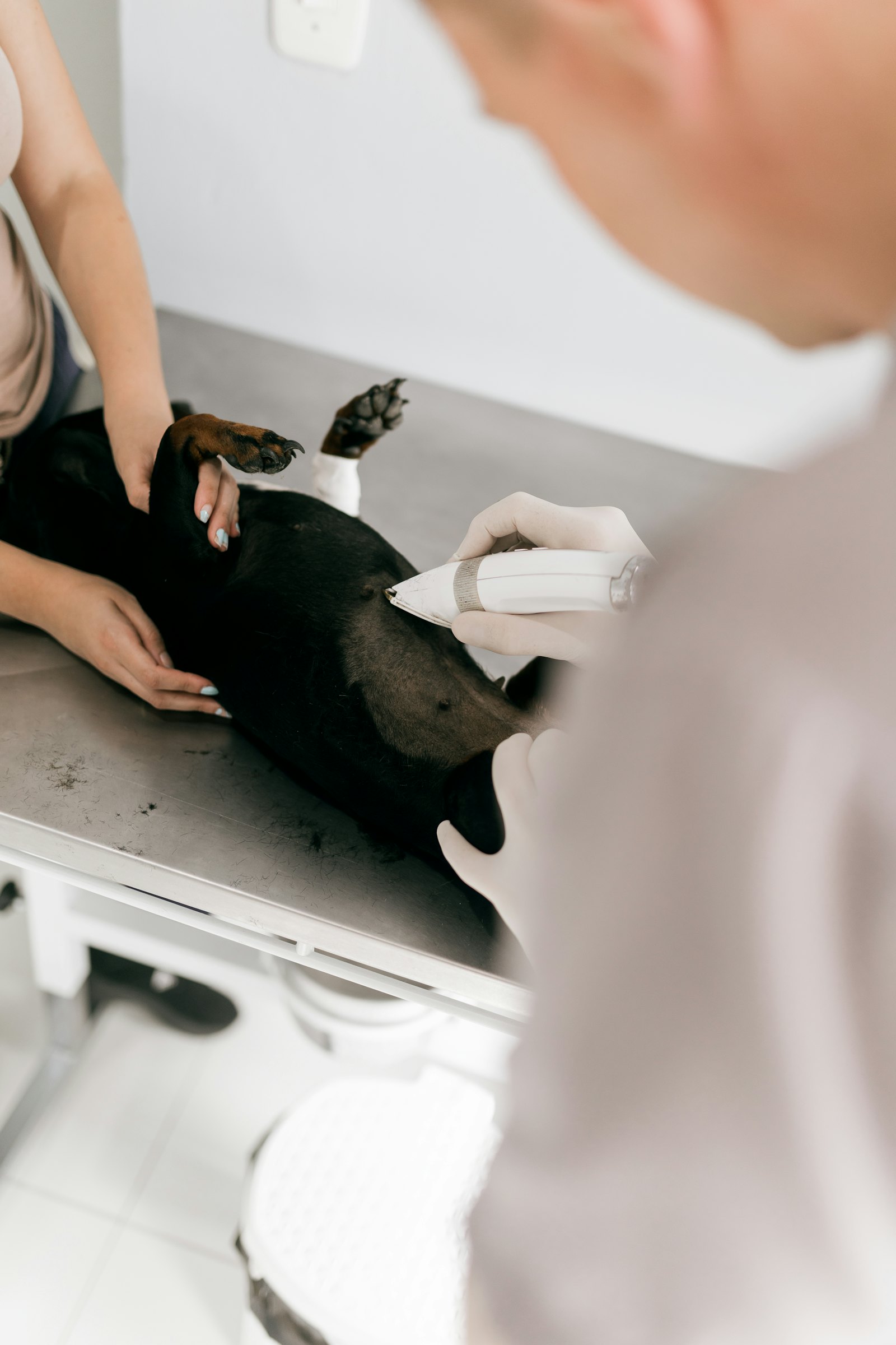 Veterinari al lavoro su un bassotto sul lettino